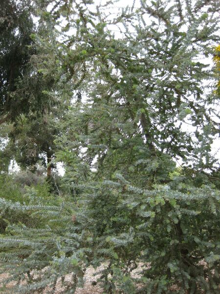 File:IMG 4823 hunt0904.jpg