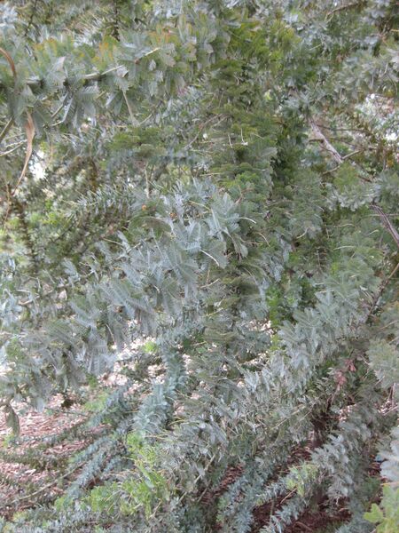 File:IMG 4824 hunt0904.jpg