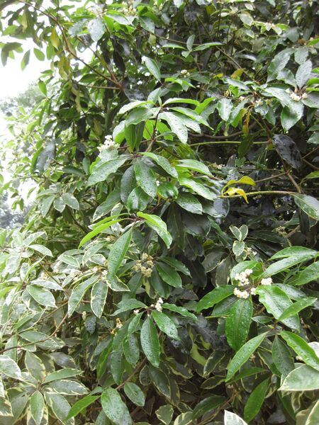 File:IMG 4828 hunt0904.jpg