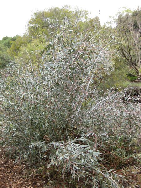 File:IMG 4829 hunt0904.jpg