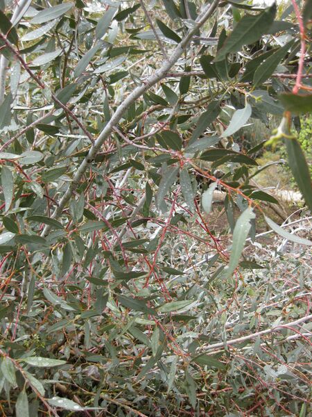 File:IMG 4830 hunt0904.jpg