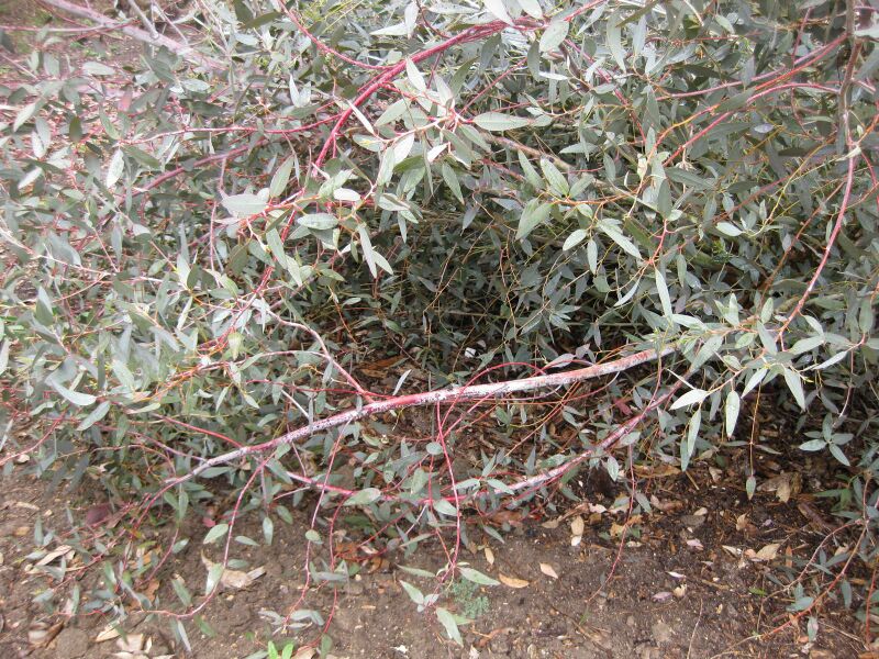 File:IMG 4831 hunt0904.jpg