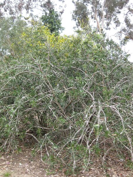 File:IMG 4833 hunt0904.jpg