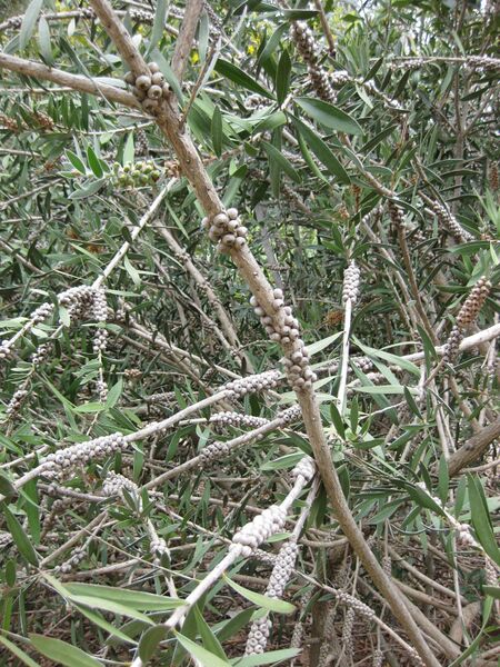 File:IMG 4834 hunt0904.jpg