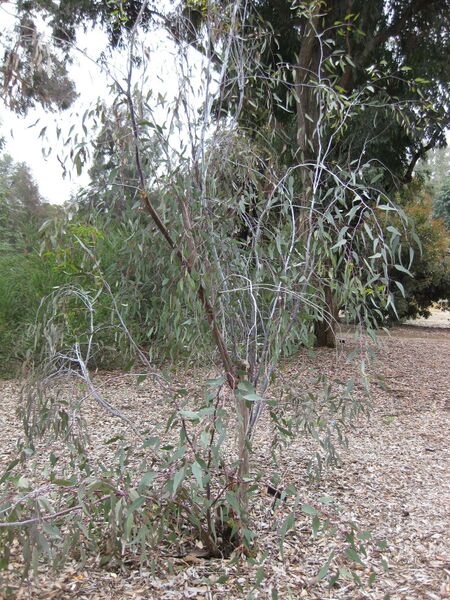 File:IMG 4835 hunt0904.jpg