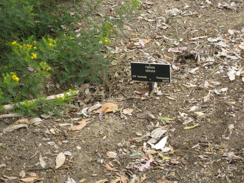 File:IMG 4839 hunt0904.jpg