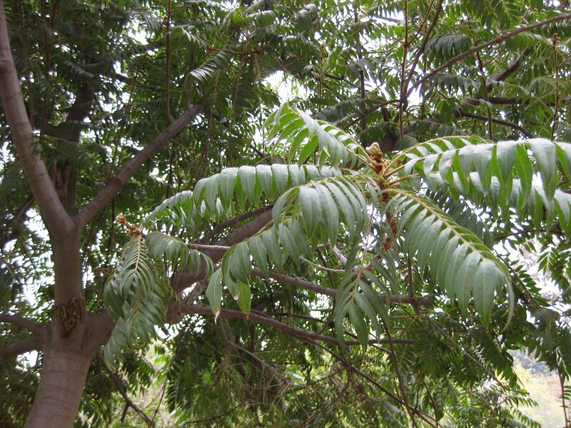 File:IMG 4841 hunt0904.jpg