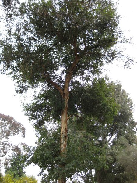 File:IMG 4845 hunt0904.jpg