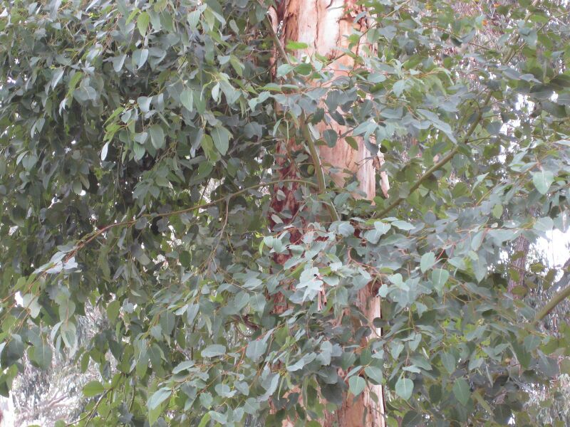 File:IMG 4846 hunt0904.jpg