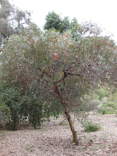 File:IMG 4848 hunt0904.jpg