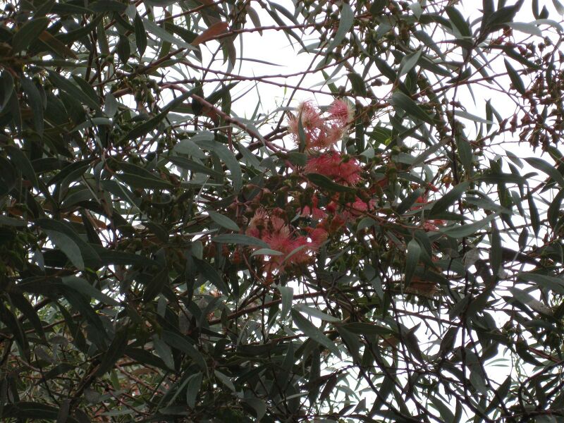 File:IMG 4849 hunt0904.jpg