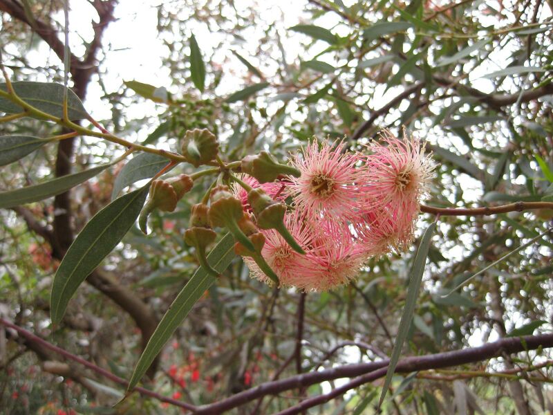 File:IMG 4850 hunt0904.jpg