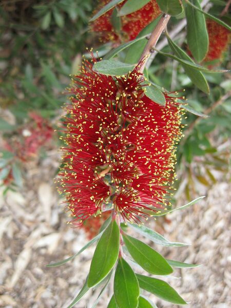 File:IMG 4853 hunt0904.jpg