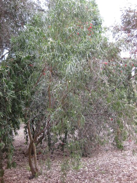 File:IMG 4855 hunt0904.jpg