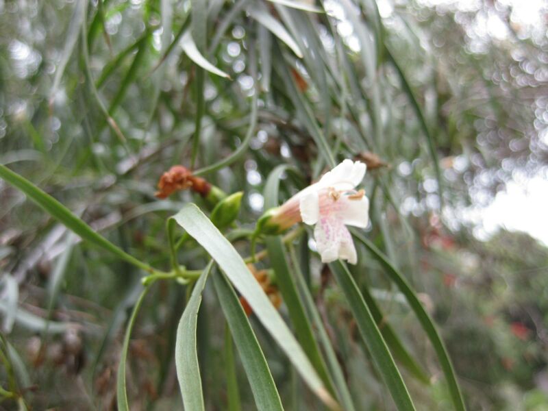 File:IMG 4856 hunt0904.jpg