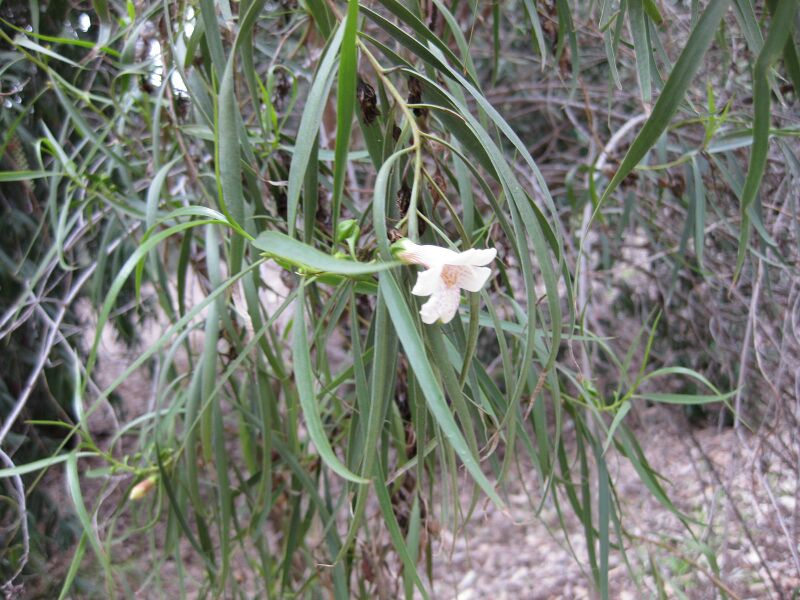 File:IMG 4857 hunt0904.jpg