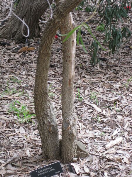 File:IMG 4859 hunt0904.jpg