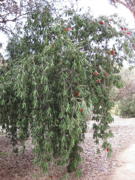 File:IMG 4860 hunt0904.jpg