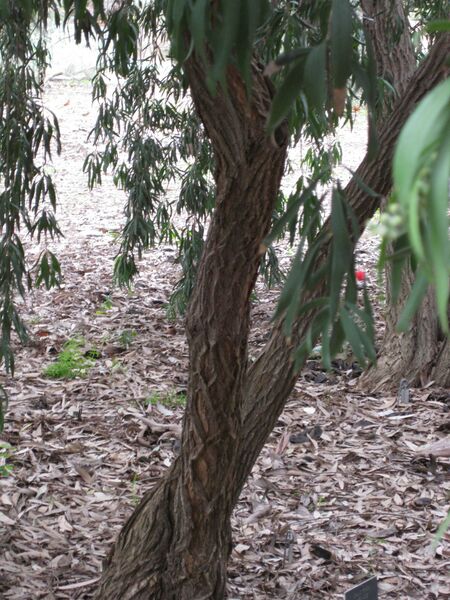 File:IMG 4862 hunt0904.jpg