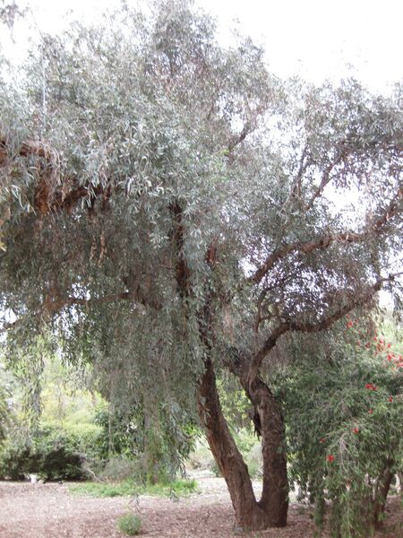 File:IMG 4864 hunt0904.jpg