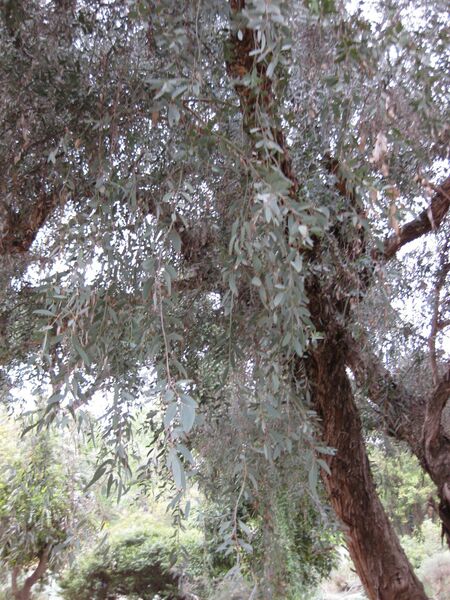 File:IMG 4865 hunt0904.jpg