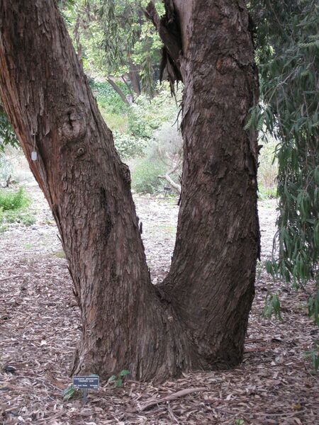 File:IMG 4866 hunt0904.jpg