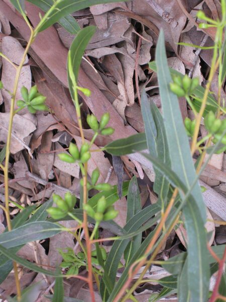 File:IMG 4869 hunt0904.jpg