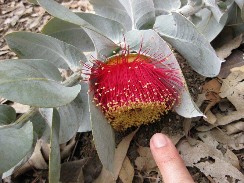 File:IMG 4875 hunt0904.jpg