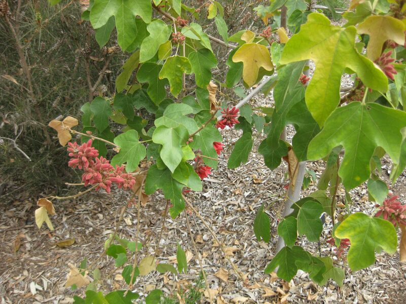 File:IMG 4880 hunt0904.jpg