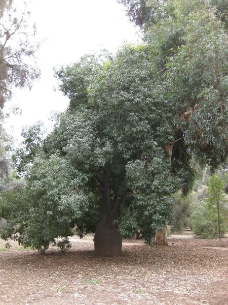 File:IMG 4882 hunt0904.jpg