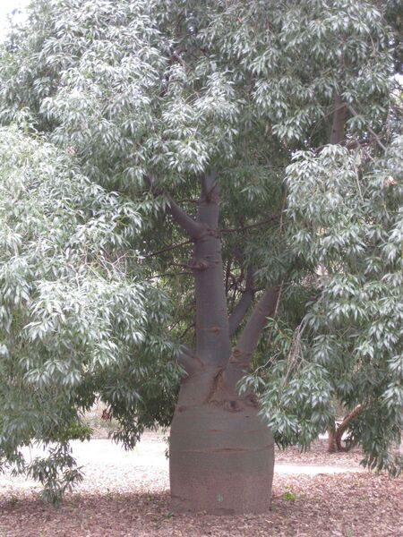 File:IMG 4883 hunt0904.jpg