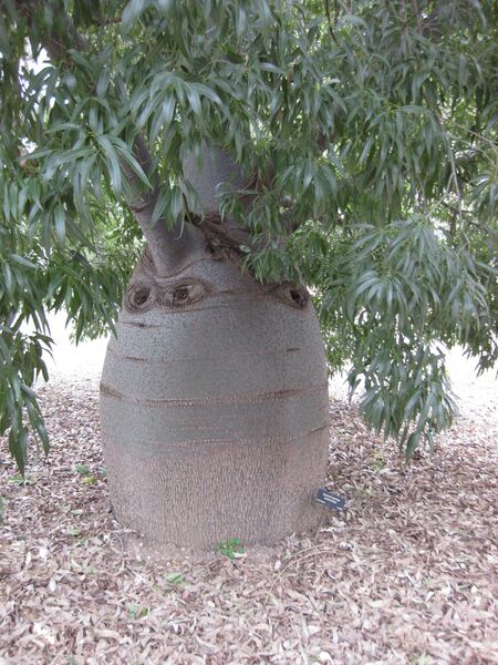 File:IMG 4884 hunt0904.jpg