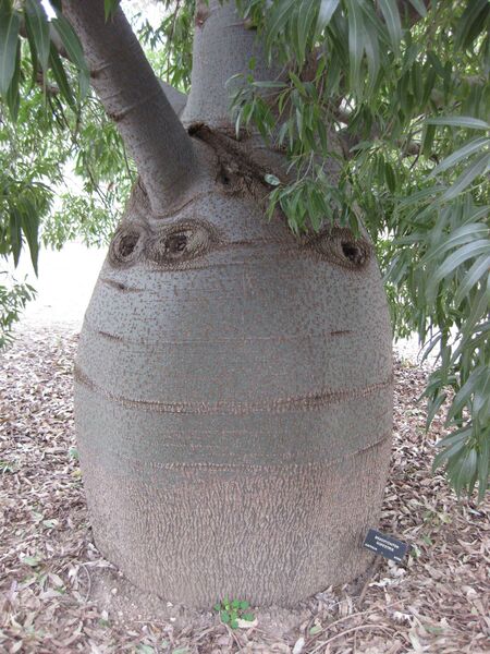 File:IMG 4885 hunt0904.jpg