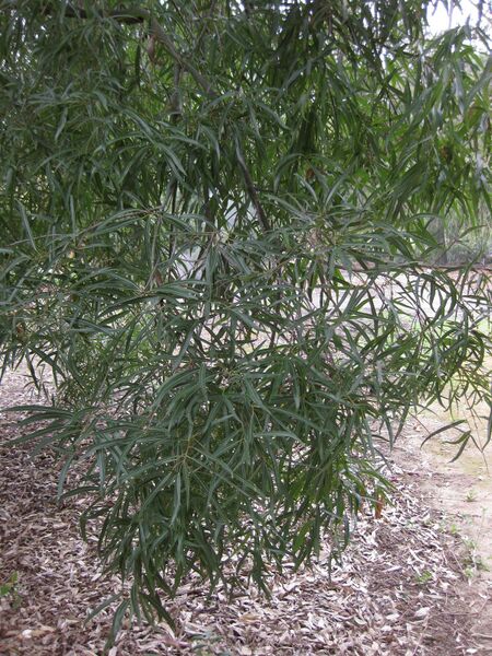 File:IMG 4888 hunt0904.jpg