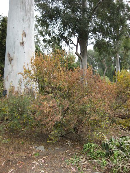 File:IMG 4890 hunt0904.jpg