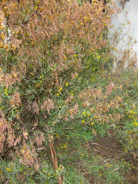 File:IMG 4891 hunt0904.jpg