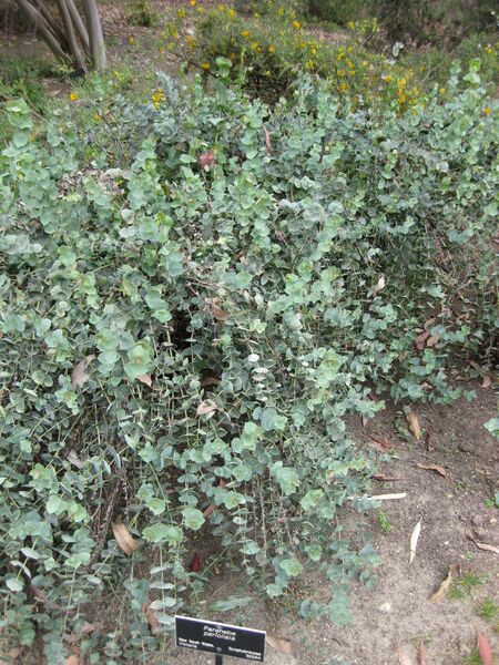 File:IMG 4892 hunt0904.jpg