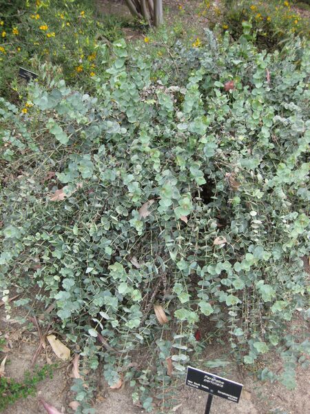 File:IMG 4893 hunt0904.jpg