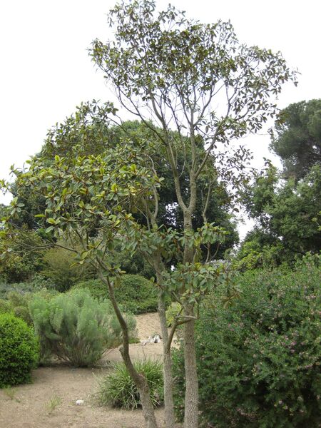 File:IMG 4896 hunt0904.jpg