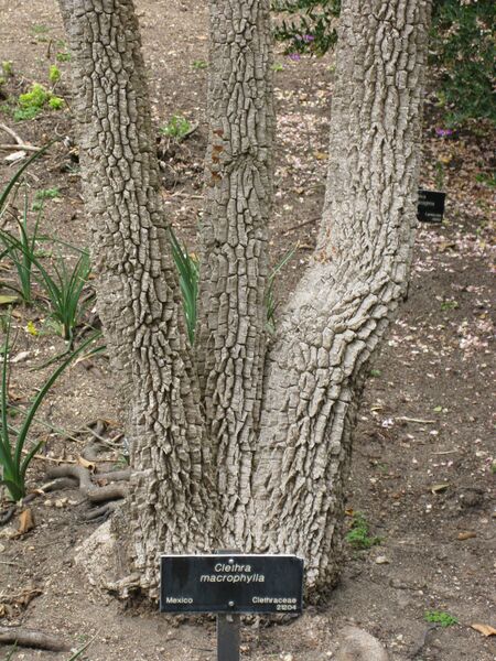 File:IMG 4897 hunt0904.jpg