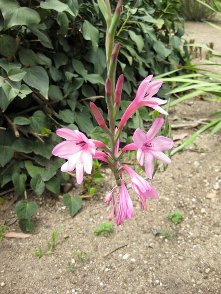 File:IMG 4899 hunt0904.jpg