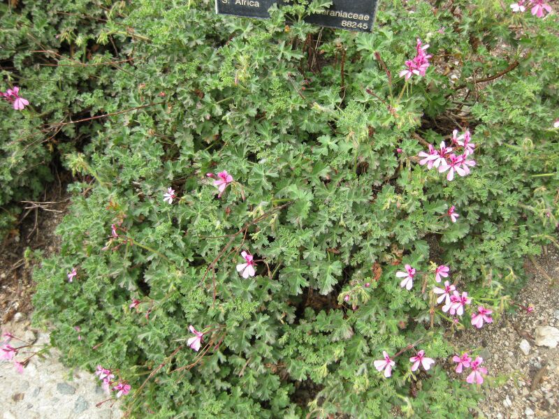 File:IMG 4901 hunt0904.jpg