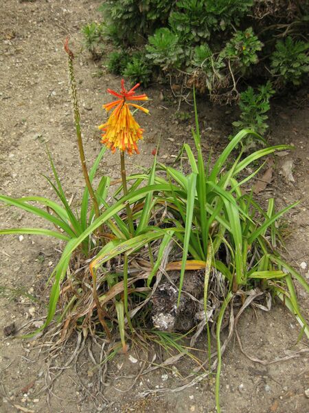 File:IMG 4907 hunt0904.jpg