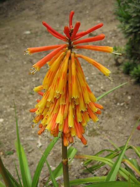 File:IMG 4908 hunt0904.jpg