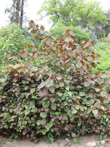 File:IMG 4909 hunt0904.jpg