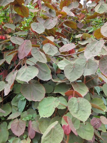 File:IMG 4910 hunt0904.jpg