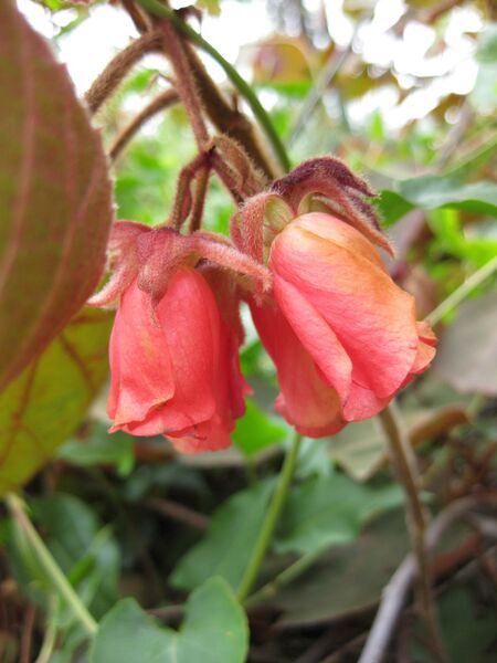 File:IMG 4911 hunt0904.jpg