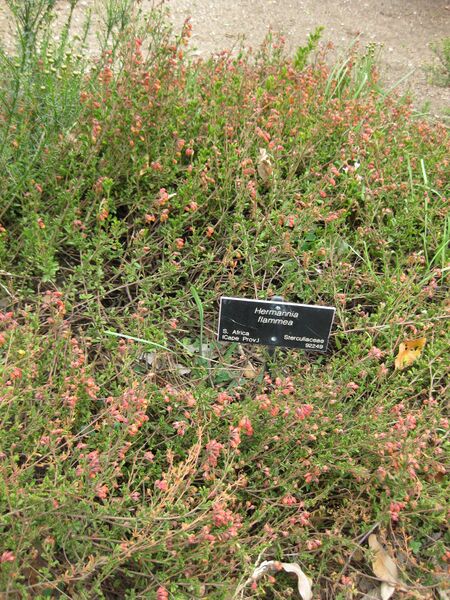 File:IMG 4914 hunt0904.jpg