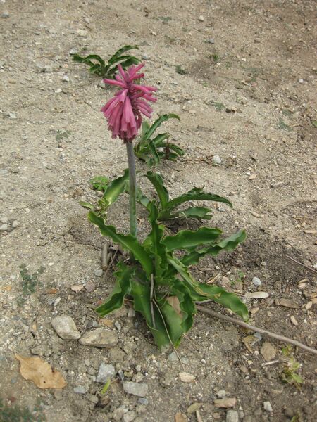 File:IMG 4916 hunt0904.jpg