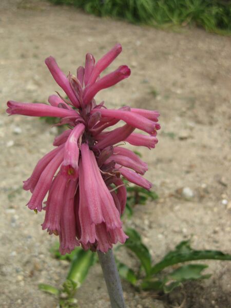 File:IMG 4917 hunt0904.jpg